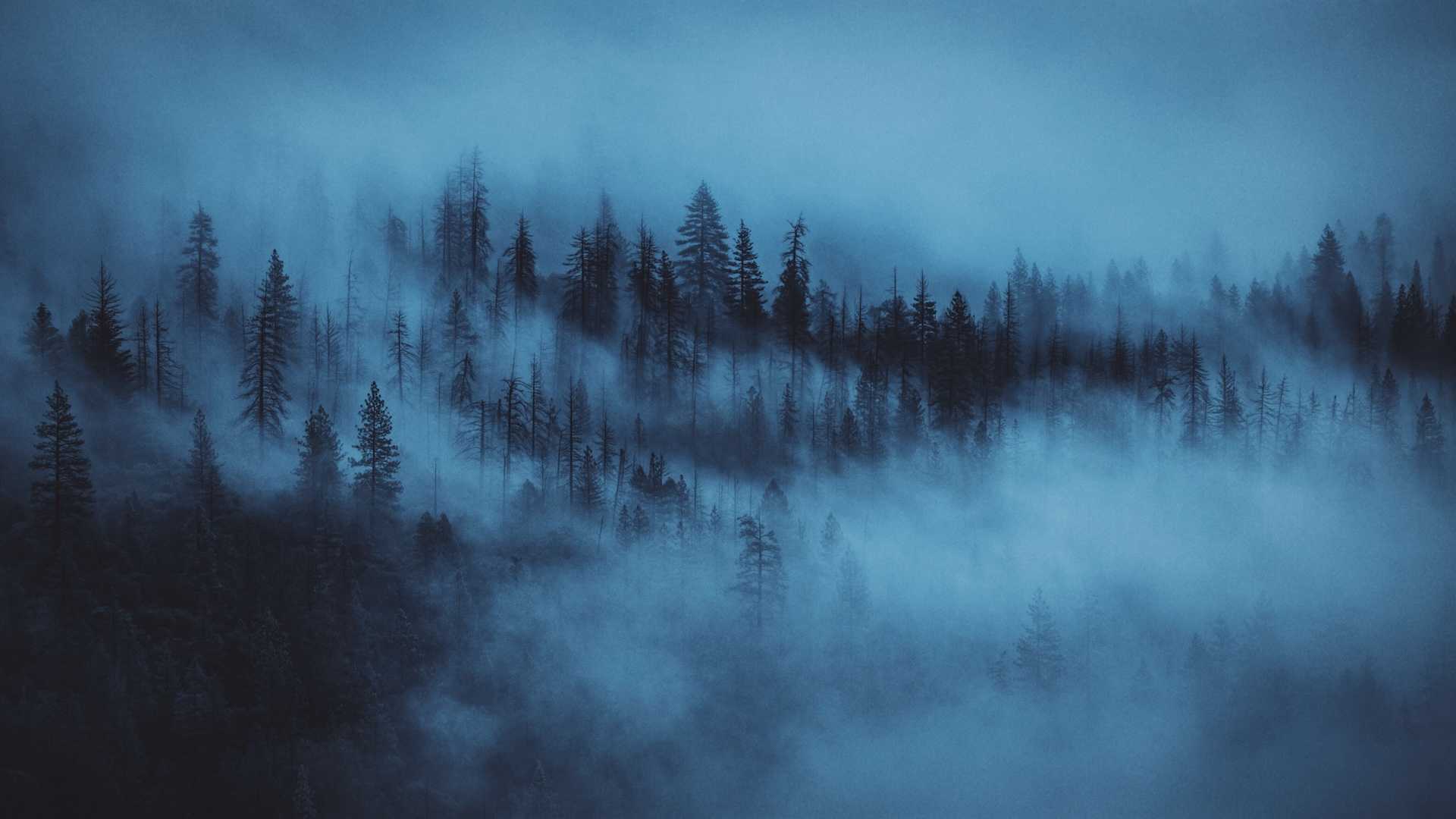 A forested hill covered in a foggy mist