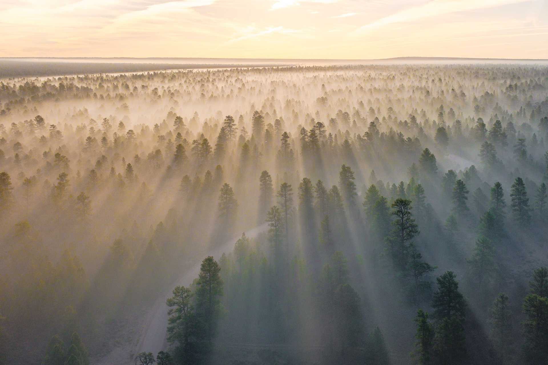 A forested plane with a dance fog, shined upon by the suns rays