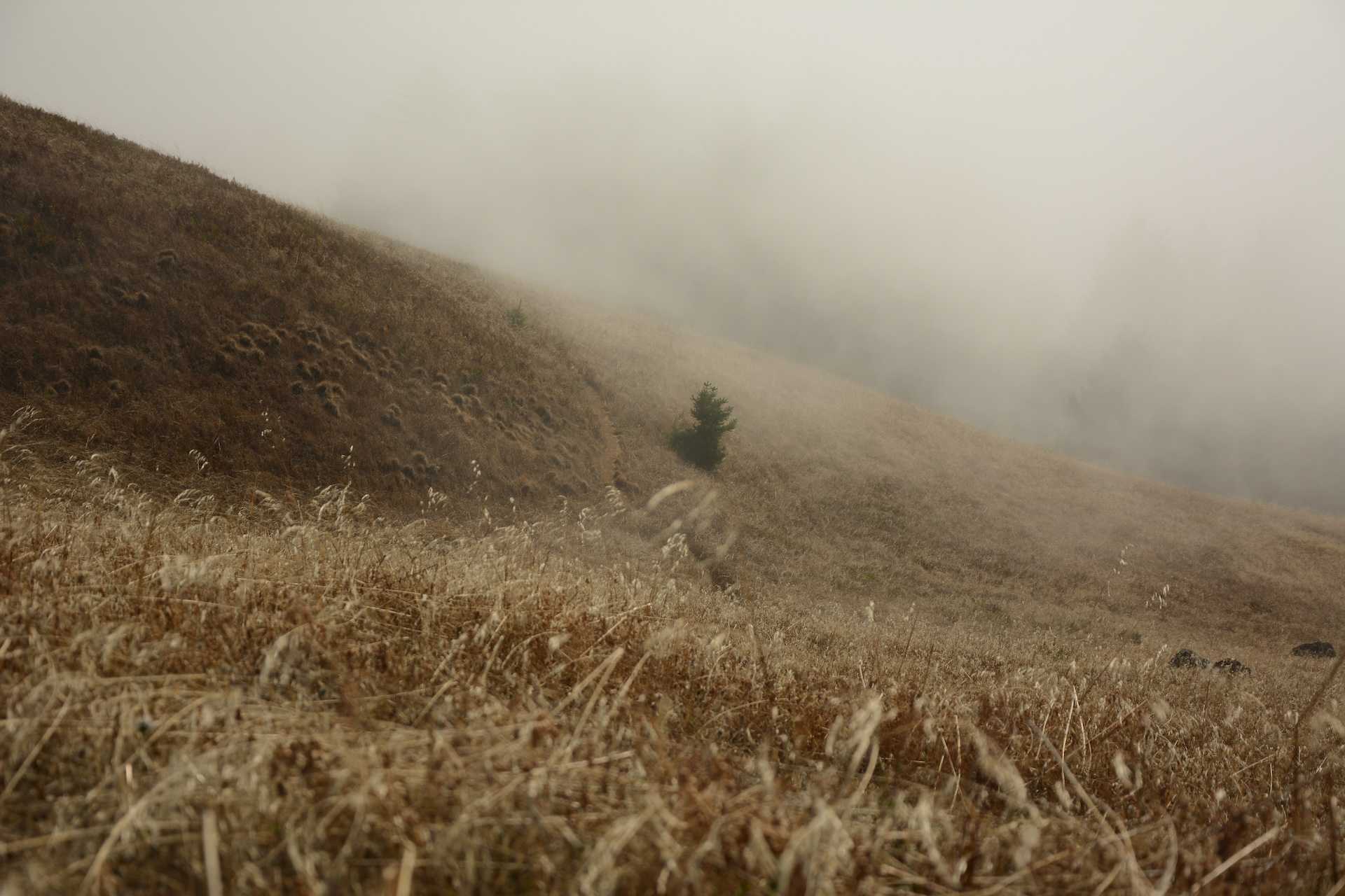 A dry grassy hill side covered in fog